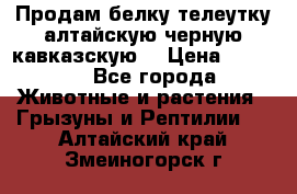 Продам белку телеутку алтайскую,черную кавказскую. › Цена ­ 5 000 - Все города Животные и растения » Грызуны и Рептилии   . Алтайский край,Змеиногорск г.